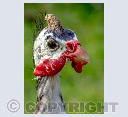 Turkey 1
