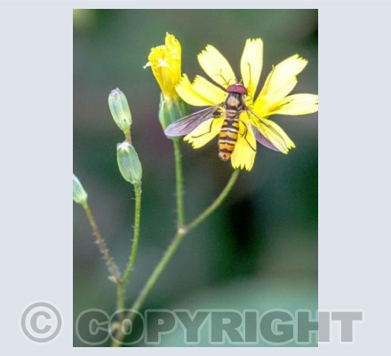 Hoverfly on yellow flower