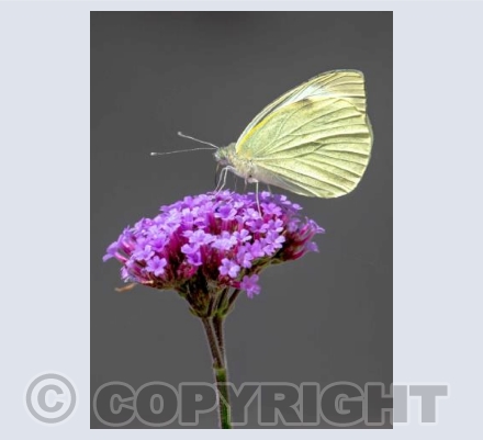 White Butterfly