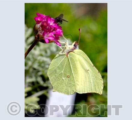 Brimstone