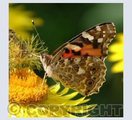 Rosemoor Butterfly