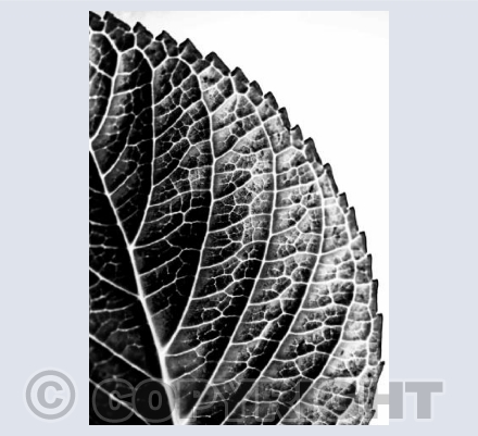 Leaf Black and White