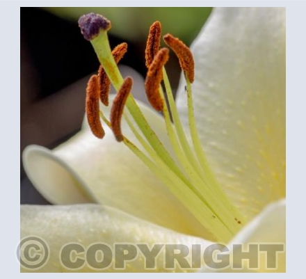 White Lily