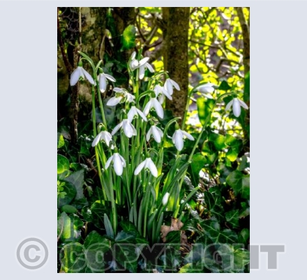 Snowdrops