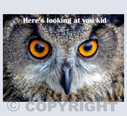 Looking at you kid