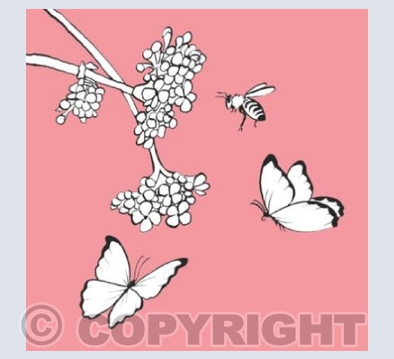 Butterflies & Bee