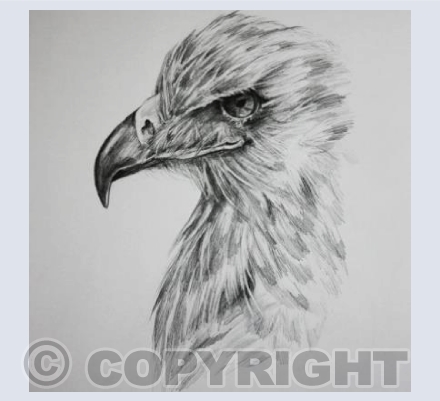'Eagle Profile' 