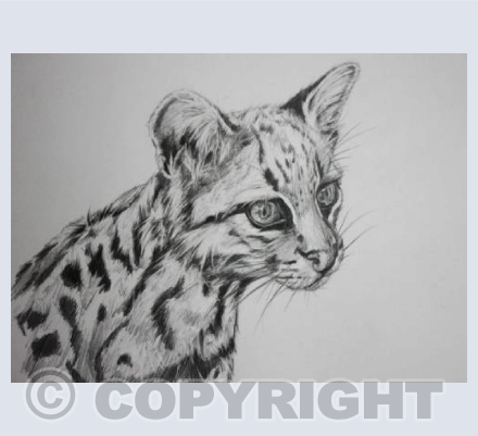 'Ocelot' 
