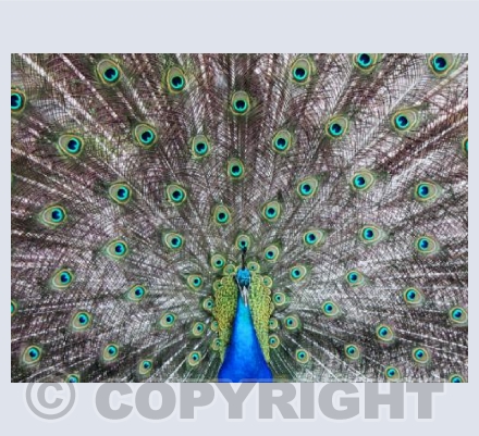 'Peacock Display' 