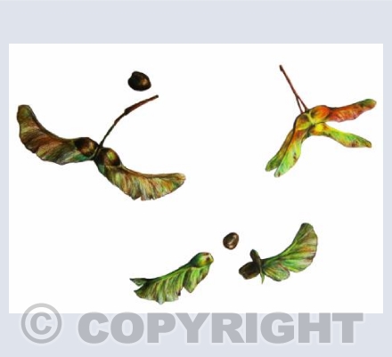 Autumnal Treasures II