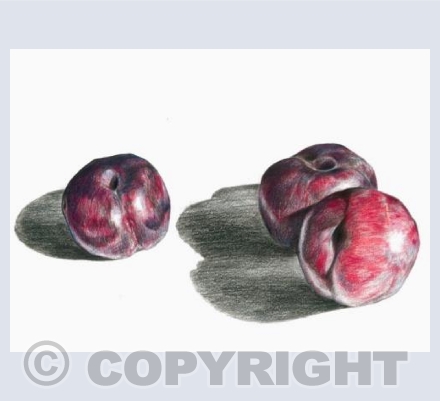 'Plum Still Life'