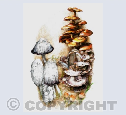 'Autumn Woodland'