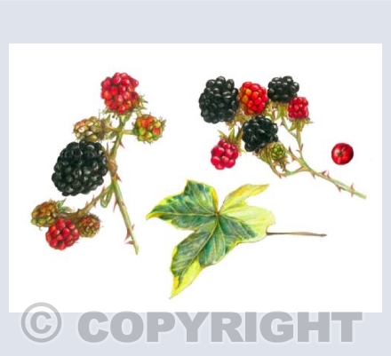 'Autumnal Treasures IV'