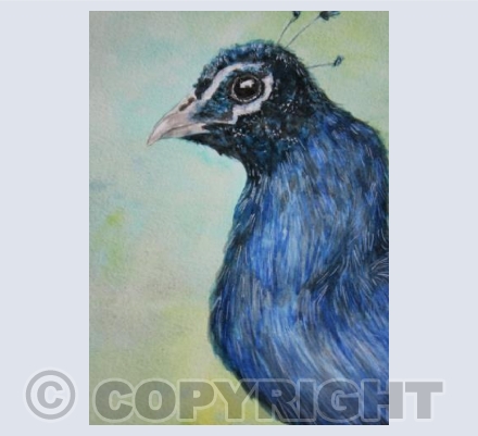 Peacock