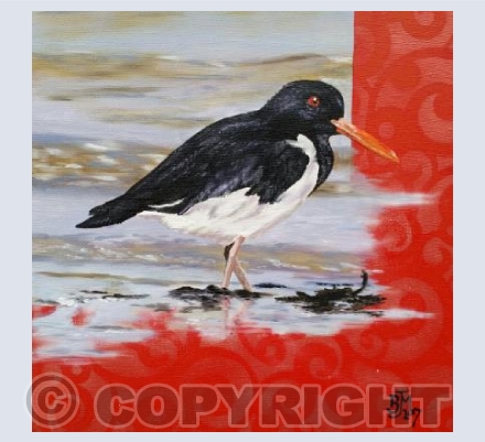 Oystercatcher 