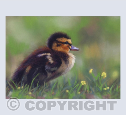 Duckling