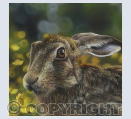 A Hare's Stare