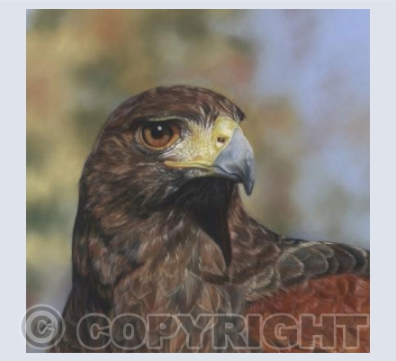 Hawk Eye