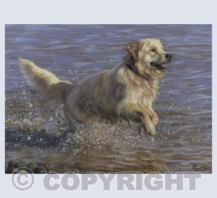 Splash