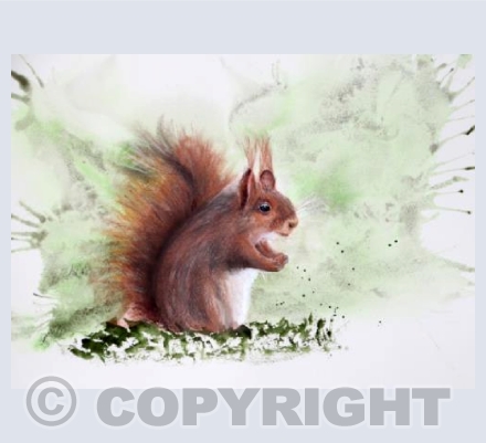 Red Sqirrel