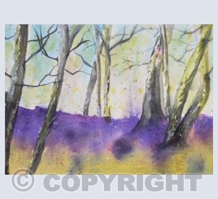 Bluebell wood