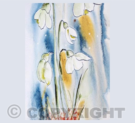Snowdrops