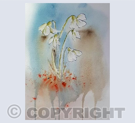 Snowdrops