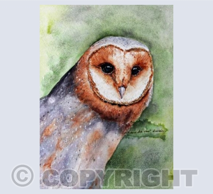 Barn owl