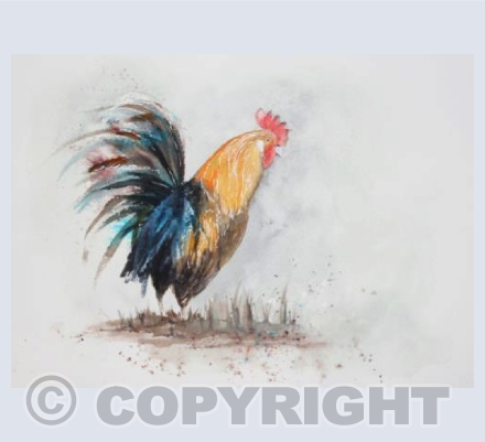 Cockerel