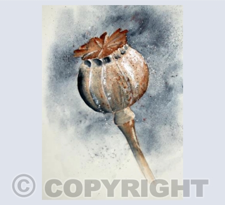 Poppy seedhead