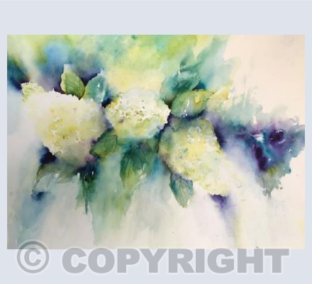 Strawberry and Cream Hydrangea