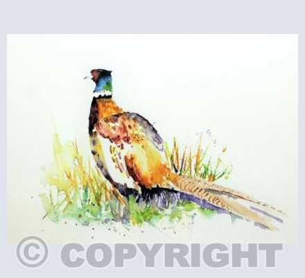 Pheasant