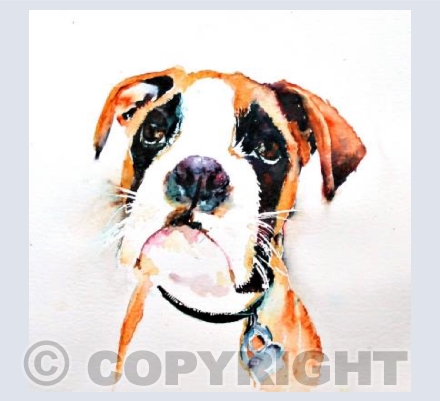 Boxer pup