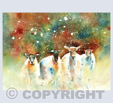 Sheep
