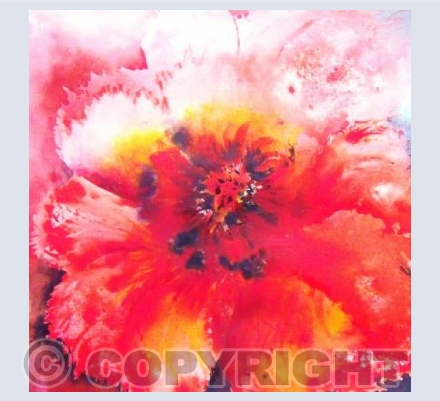 Lone Poppy
