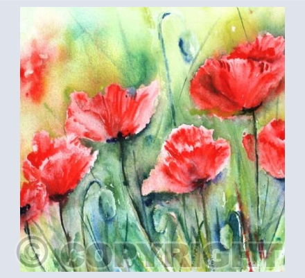 Field of poppies