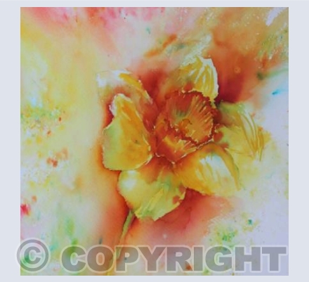 Bruaho Daffodil