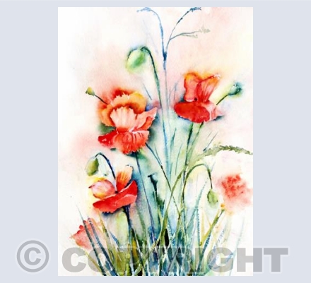 Wild Poppies