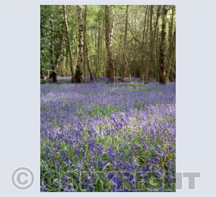 Bluebell woods