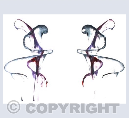 Mirror Flowers No. 1 