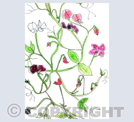 Sweet Peas