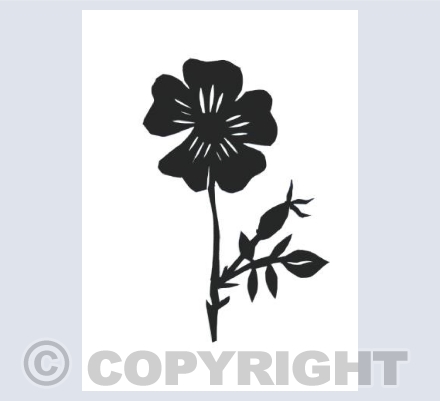 Dog Rose