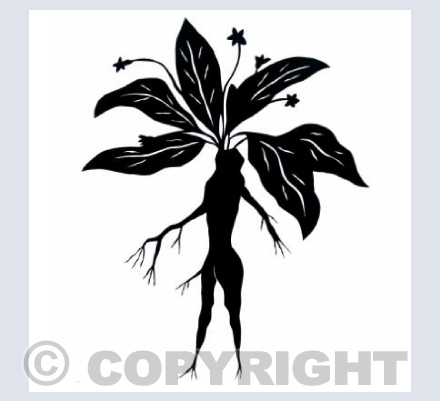 Mandrake