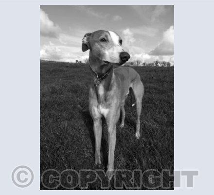 Blue Whippet