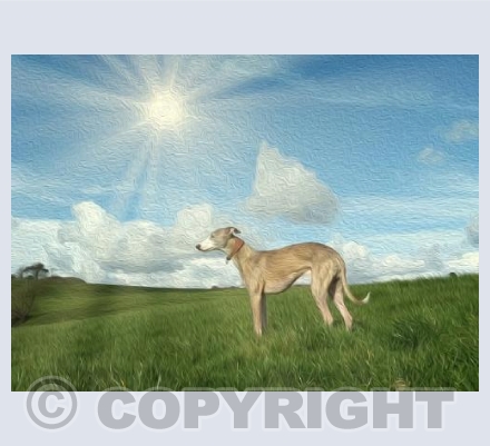 Whippet On Hillside