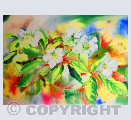 Christmas Roses