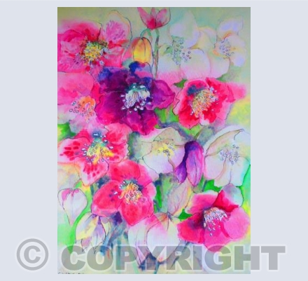 Hellebores
