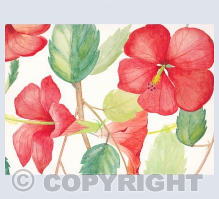 Hibiscus