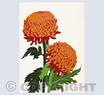 Chrysanthemum