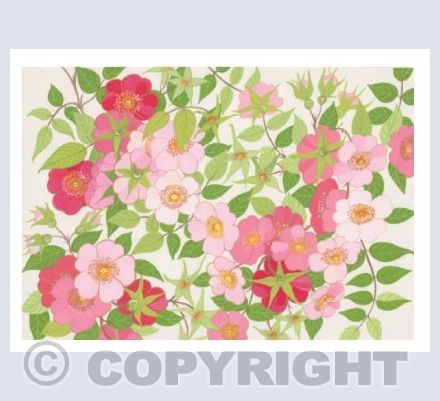 Dog Rose